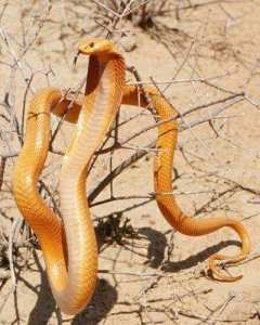 Serpent dans sahara