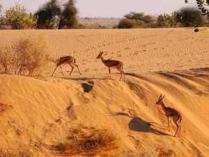 صحراء الجزائر الجميلة