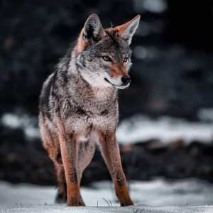 الذئب الافريقي في الجزائر