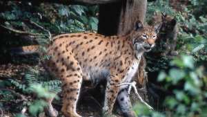Planète/Europe/FranCe - Lynx: 1.000 euros de récompense pour retrouver un braconnier