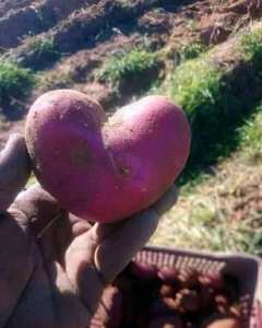 بطاطا على شكل قلب