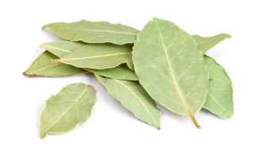 Le laurier La plante aux mille vertus