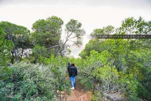 Forêt de pinèdes dans la région de L'ile Mokeun (Beni Khellad)