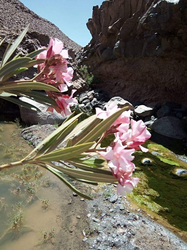 حظيرة الأهقار الوطنية 