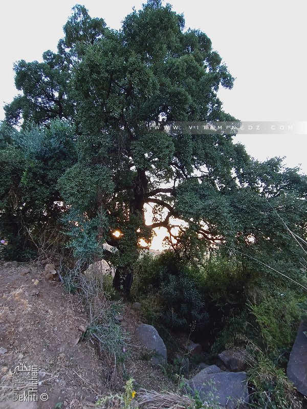 Petit cours d'eau avec un chêne liège dans la forêt de Zarifet