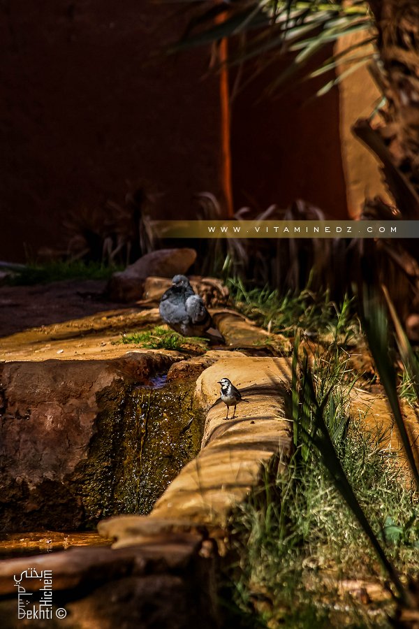 Oasis de Guentour dans le Gourara