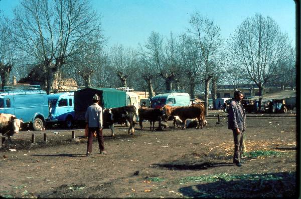 Boufarik-Vente de bétail