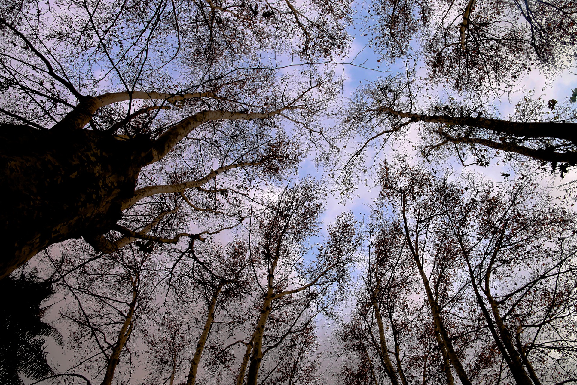 Alger-El Hamma-Jardin d'essai