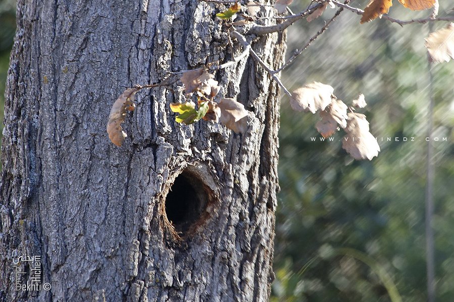 Trou habitat oiseaux (Réserve de chasse Moutas - Tlemcen)
