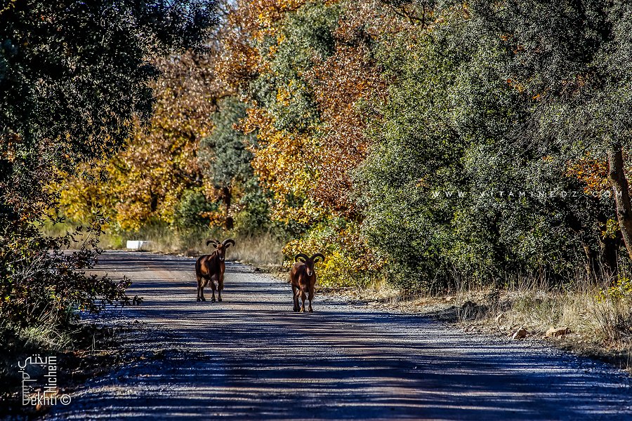 Mouflons à manchette lachés dans la réserve de chasse de Moutas (Tlemcen)