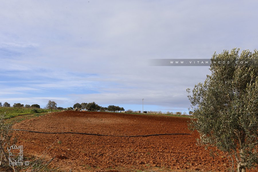 Champ à Ouled Azzouz