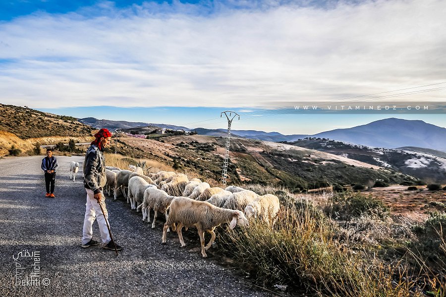 Berger de Sidi Abdellah (Beni Khellad)
