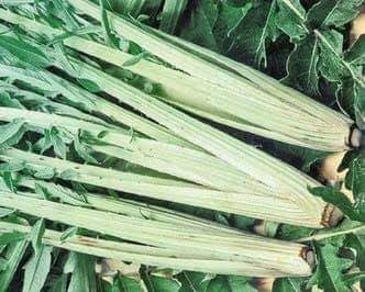 الخرشف بنة ما كانش كيفها