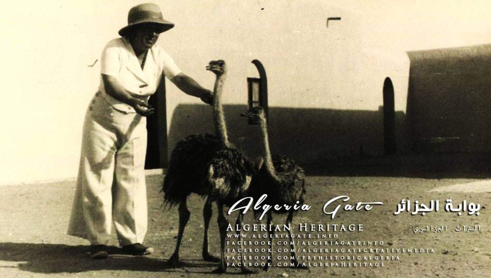 نعام الجزائر المنقرض