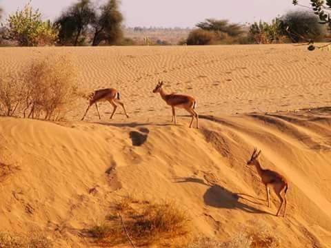 صحراء الجزائر الجميلة