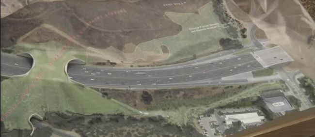 Planète/Amérique du Nord/Etats-Unis - La Californie va construire un pont pour sauver ses pumas