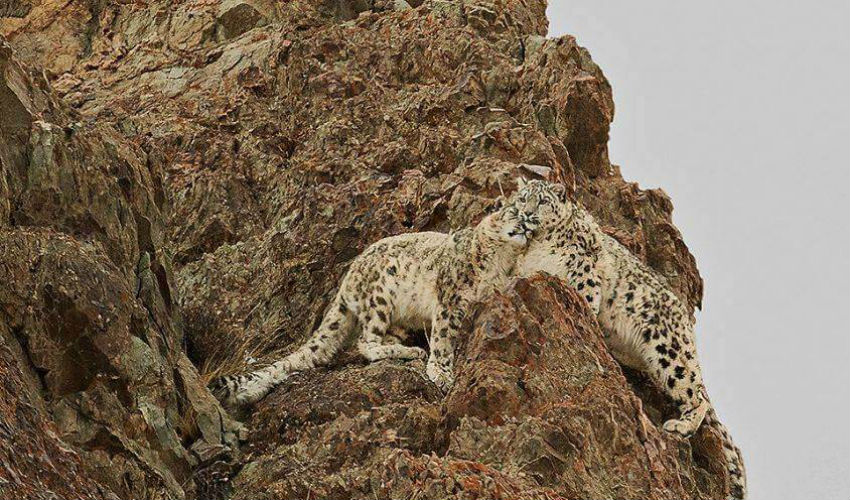 نمرين في جبل