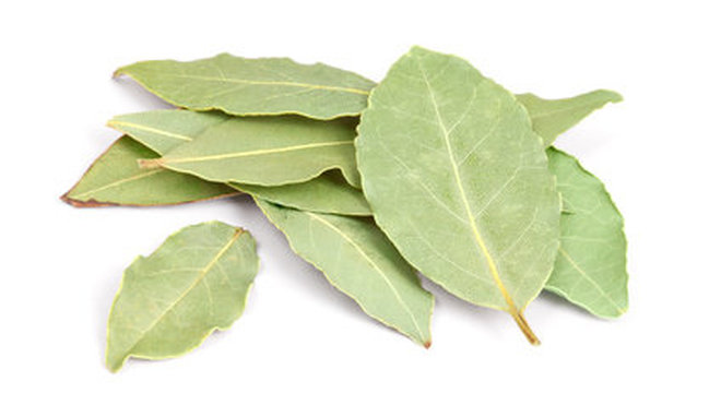 Le laurier La plante aux mille vertus