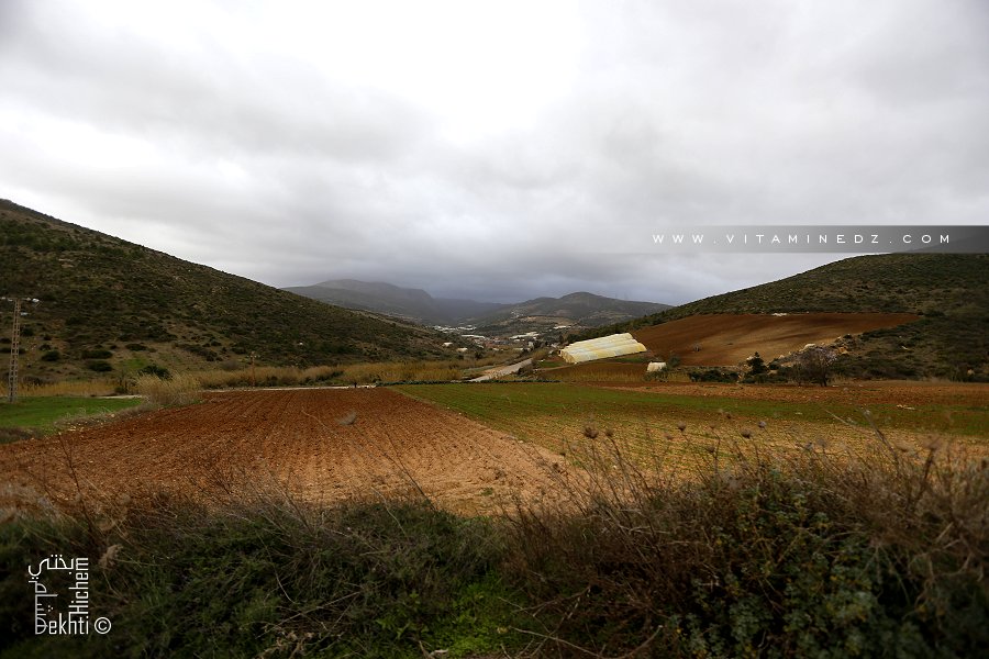 Champs agricoles entre Sidi Driss et Ain Merika (Beni Khellad)
