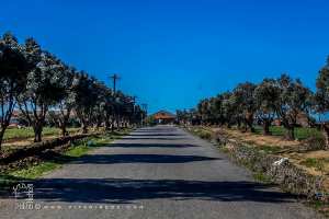 Ferme dite de  Djillali  aux abords de la Sebkha d'Oran (Commune d'El Kerma)