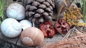 Couleurs de la nature