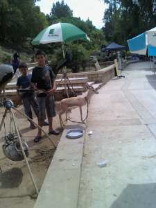 الأحفاد.. رياحين الحياة........مروان وشاوشي........بحمام الدباغين