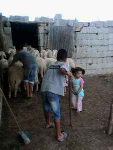 الأحفاد.. رياحين الحياة