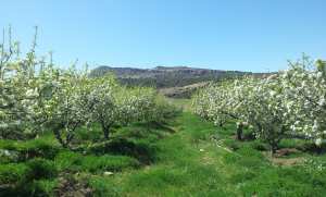 الطبيعة في فصل الربيع بيابوس.