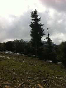 تستقط الثلوج بجبل شيليا في فصل الشتاء تعطى للطبيعة جمال على جمال