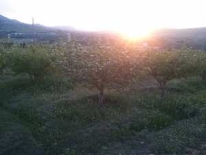 la nature se reveille