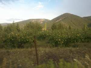 La saison du Printemps à Yabous