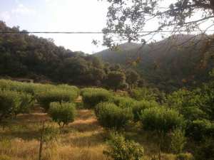 La saison du Printemps à Yabous