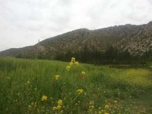 La saison du Printemps à Yabous