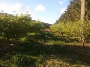 شليا بلدية يابوس في فصل الربيع.