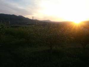 شليا بلدية يابوس في فصل الربيع.