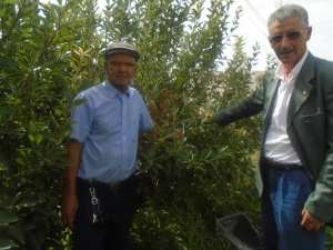 Une production record de la pomme à Yabous ...Khenchela...