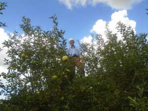 Une production record de la pomme à Yabous ...Khenchela...