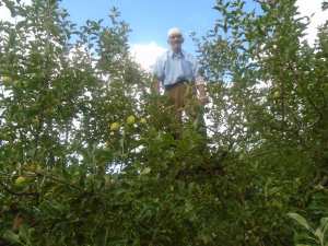 Une production record de la pomme à Yabous ...Khenchela...