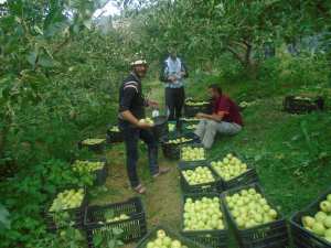 Une production record de la pomme à Yabous ...Khenchela...