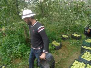 Une production record de la pomme à Yabous ...Khenchela...