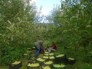 Une production record de la pomme à Yabous ...Khenchela...
