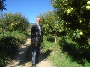 Une production record de la pomme à Yabous ...Khenchela...