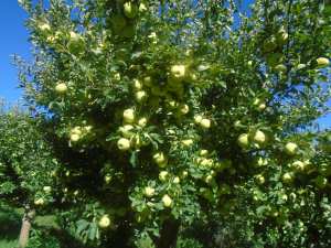 Une production record de la pomme à Yabous ...Khenchela...