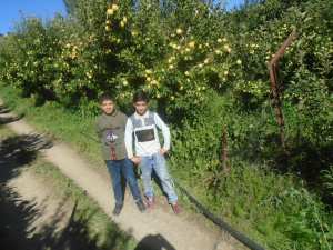 Une production record de la pomme à Yabous ...Khenchela...