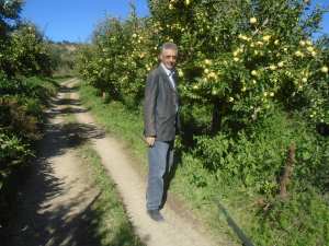 Une production record de la pomme à Yabous ...Khenchela...