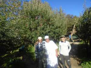 Une production record de la pomme à Yabous ...Khenchela...