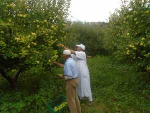 Une production record de la pomme à Yabous ...Khenchela...