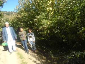 Une production record de la pomme à Yabous ...Khenchela...