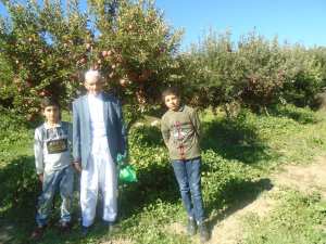 Une production record de la pomme à Yabous ...Khenchela...