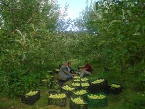 Une production record de la pomme à Yabous ...Khenchela...